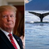 Trump and whales